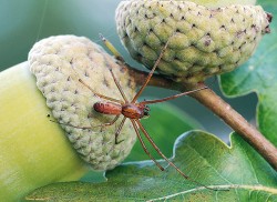 Samec plachetnatky keřové (Linyphia triangularis) je stejně velký jako samice, ale štíhlejší, zbarvený více do červenohněda a má protáhlé  chelicery. Foto J. Barvínek