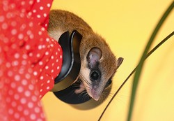  Plch lesní (Dryomys nitedula)  zastižený v rušné domácnosti na okraji  dubohabrového lesa v Oderských vrších. Foto P. Molitor