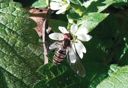 Tmavý jedinec pestřenky pruhované (Episyrphus balteatus) v listopadu 2010 (Valšovský žleb), který může být nezkušeným entomologem pokládán za jiný druh. Postup melanizace může být  ovlivňován také delším vývojem.  Ten však zatím dovedeme regulovat jen pomocí teploty. Foto V. Bičík