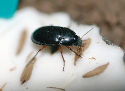 Kvapník Amara familiaris vyžírající nažku pampelišky z plastelínové návnady. Velikost brouka 6 mm. Foto P. Klimeš