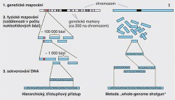 Pomalá, pracná, ale spolehlivější metoda sekvenování lidského genomu veřejného konsorcia (vlevo), riskantnější, ale mnohem rychlejší metoda firmy  Celera Genomics (vpravo). Blíže v textu. Z archivu M. Váchy