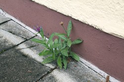 Zplanělá chrpa horská (Centaurea montana) u paty zdi v Mnichově. Foto D. Láníková