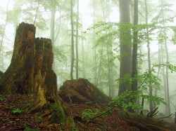 Torza obrovských jedlových pahýlů navozují představy o minulé podobě dnešního „bukového moře“. NPR Mionší. Foto J. Běťák