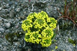 Páramové chudiny (Draba), jako je tento druh osídlující nejvyšší horské polohy v kolumbijském národním parku Los Nevados, tolerují přítomnost krystalků ledu v mezibuněčných prostorách. Foto P. Sklenář