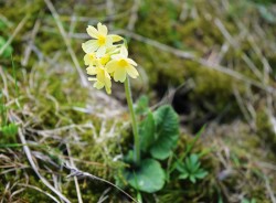 Mladá rostlina prvosenky vyšší  (Primula elatior) z podhůří Krkonoš. Foto V. Konečná