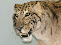 Detail hlavy šavlozubé kočky druhu Megantereon cultridens z lokality Senéze ve Francii (spodní pleistocén, stáří ca 1,6 milionu let).  Originál kostry a zdařilý model zvířete v životní velikosti se nalézají v muzeu přírodní historie ve švýcarské Basileji. Snímek S. Knora