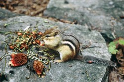 Jméno čipmanka východního (Tamias striatus) napovídá, že obývá část Severní Ameriky na východ od Velkých plání. Jedinec na obr. má lícní torby plné třešňových pecek. Toronto, Kanada (1981). Foto G. O. Krizek
