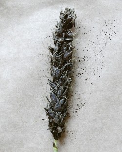 Prašná sněť pšeničná (Ustilago tritici). Foto V. Dumalasová