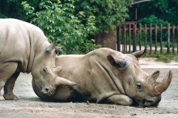 Sociopozitivní interakce (otírání hlavy o tělo) mezi samicemi nosorožce  Cottonova (Ceratotherium cottoni) Fatu (stojící, narozena r. 2000) a Nesárí (1972–2011) během studie jejich sociálního chování v zoo Dvůr Králové v r. 2005. Snímek I. Cinkové