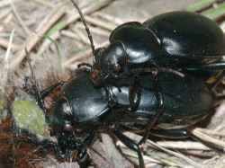 Střevlík uherský (Carabus hungaricus hungaricus) je jedním z mála našich velkých střevlíků obývajících výhradně stepi. V České republice přežívá již jen na Pálavě a Pouzdřanské stepi, jeho početnost výrazně klesla v celém areálu výskytu. I proto je chráněn v rámci  soustavy Natura 2000. Dnes patří k našim nejlépe prozkoumaným broukům. Foto F. Trnka