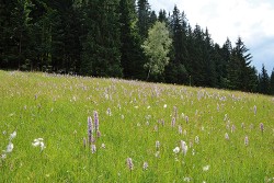 V některých případech se můžeme s ploštěnkou lesní (Microplana terrestris) setkat i v nelesním prostředí – na vlhkých stanovištích se zapojeným vegetačním krytem, jakými jsou i luční slatiniště. Foto M. Horsák
