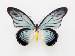 Africký tropický otakárek Papilio zalmoxis s rozpětím křídel až 15 cm dostal jméno od dáckého boha Zalmoxise. Foto L. Pavlík