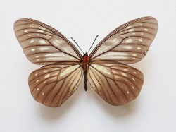 Indický bělopásek Calinaga buddha brahma skrývá ve svém jménu nejen zakladatele buddhismu (díky britskému entomologovi Frederiku Moorovi),  ale také jméno hinduistického boha  stvořitele (zásluhou britského zoologa Arthura G. Butlera). Foto L. Pavlík