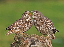 Rodiče sýčka obecného (Athene noctua) krmí mláďata ještě pět týdnů po opuštění hnízda. Foto P. Riddle
