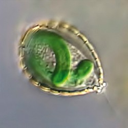 Symbiotické sinice v měňavkovitém prvokovi Paulinella chromatophora. U této rostlinám velmi vzdálené větve eukaryot (Paulinella není pravá améba – větev Amoebozoa, ale patří do evoluční větve Rhizaria) se odehrává podobný proces, který vedl ke vzniku primárního plastidu rostlin z fotosyntetických symbiontů. Přestože už symbionti přebývají v buňce P. chromatophora desítky milionů let, k masivnímu endosymbiotickému přenosu genů nedošlo. Většina genů bakteriálního původu v genomu P. chromatophora pochází z jiných dárců než ze sinic.  Foto F. J. Siemensma, s laskavým svolením