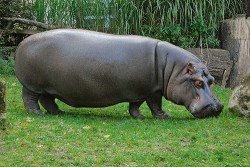 Evropskou plemennou knihu hrocha obojživelného (Hippopotamus amphibius) vede Zoo Ostrava, odkud pochází i tento snímek  samice Katky. Foto J. Pluháček