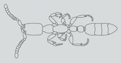 Dělnice rodu Leptanilla (Leptanillinae). Kresba P. Pech, upraveno podle:  F. López a kol. (1994)