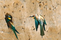 Na vyhloubení hnízdní nory i na krmení mláďat se u vlhy pestré (Merops apiaster) podílejí oba rodiče. Sameček má o něco delší střední ocasní pera. Snímek M. Šebely
