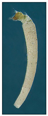 Larva pakomára rodu Neo­stempellina, která si staví přenosné kónické trubičky (dlouhé do 4 mm, délka larvy nepřesahuje 2 mm) z jemných zrnek písku a pěnovce, podobně jako známe u mnoha larev chrostíků (Trichoptera). Konvergence ve stavbě schránek je mezi těmito nepříbuznými skupinami dokonalá. Druh je nový pro Českou republiku. Foto M. Horsák