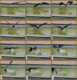 Útok orla mořského (Haliaeetus albicilla), cvičeného sokolníky a demonstrovaný v Zoo Plzeň, na kus masa vhozeného do bazénu. Fotografováno digitálním fotoaparátem Casio Exilim Pro EX–F1 se sekvenčním snímáním nastaveným na 15 fps (snímků za sekundu). Foto F. Weyda  / © Photo F. Weyda