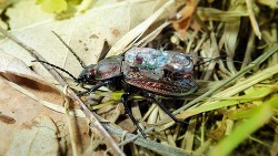 Střevlík Ullrichův (Carabus ullrichii) s vysílačkou o hmotnosti 0,3 g. Foto M. Veselý