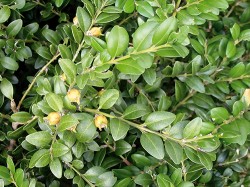 Význačným endemitem Kolchidy je stálezelený keř zimostráz kolchidský (Buxus colchica). Foto P. Novák