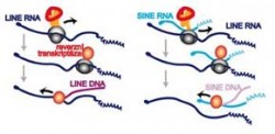 Množení retroelementů. Lidský genom je tvořen téměř z jedné desetiny virovou DNA. Parazitické DNA spolu s endogenními retroviry se nazývají retroelementy a tvoří celkem 40 % lidské DNA. Orig. M. Matoušková / © Orig. M. Matoušková