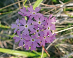 Prvosenka pomoučená (Primula farinosa) je typickým druhem silně bazických mokřadů, zejména pěnovcových prameništních slatinišť. Společně s bařičkou přímořskou (Triglochin maritima) a vrbou rozmarýnolistou (Salix rosmarini­folia) měla ze zkoumaných slatiništních druhů rostlin největší vazbu na staré lokality. Prvosenka se nejčastěji  vyskytovala na místech se zrnovkou  alpskou (obr. 3). Vysokou míru společného výskytu lze vysvětlit právě historickou kontinuitou slatinišť v oblastech, kde se tyto druhy vyskytují. Foto M. Horsák