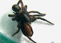 Páření slíďáka lesostepního (Arctosa lutetiana, syn.Tricca lutetiana). Samec kopuluje pravým makadlem, svou první pravou nohou se rytmicky dotýká  zadečku samice a druhou levou nohou se otírá o třetí pravou nohu samice. Foto P. Dolejš