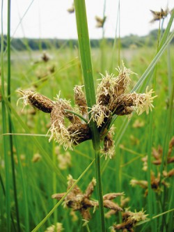 Květenství kamyšníku polního  (Bolboschoenus planiculmis) je typické přisedlými klásky a dvoubliznými květy. Foto S. Píšová