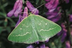 Samice zelenopláštníka řebříčkového (Thetidia smaragdaria) záhy po opuštění kukly. Po několika dnech motýli ztrácejí nápadnou zeleň křídel a nabývají žlutozelené zbarvení. Foto R. Hrabák / © R. Hrabák