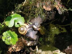 Skalnice lepá (Faustina faustina)  při páření v přirozeně chladné lokalitě Silické ladnice ve Slovenském krasu. Tento lesní druh přežil v lesních refugiích, jakými byl i Slovenský kras, v Karpatech poslední glaciál. Foto L. Juřičková