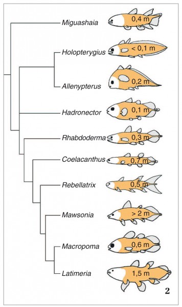 Živa – Co je nového v evoluční biologii. Genom latimérií (Petr Ráb)