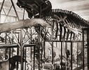 Původní expozici zoologie savců v Historické budově NM od počátku vévodila až nepřiměřeně velká kostra plejtváka myšoka (Balaenoptera physalus), zde ještě podepřená na stojkách od podlahy. Ostatní savci se kolem ní vešli vždy jen obtížně. Reprodukce z knihy Národní muzeum, 1818–1948 