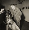 Zoolog, geolog, paleontolog Jaroslav Petrbok si v r. 1952 prohlíží kostry ptáků na jistě zajímavější z ideologicky  prosycených výstav 50. let: Vývoj  vesmíru, Země a člověka. Archiv Národního muzea
