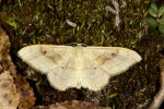  Také píďalka žlutokřídlec hnědavý (Idaea bilinearia), typický pro skalní  stepi, dosahuje v Podyjí severního okraje areálu. Foto Z. Laštůvka