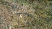 Ledovkou disturbovaná doubrava (snímek pořízený využitím dronu).  Foto Vertical Images, s. r. o.