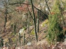 Likvidace trnovníku akátu (Robinia pseudoacacia) na extrémních stanovištích zakrslých a xerotermních doubrav. Foto P. Lazárek