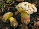 Hřib Fechtnerův (Boletus fechtneri) patří v NP Podyjí k nejvzácnějším  druhům hřibovitých hub. Foto J. Běťák