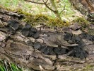 Na větvích prosychajícího řešetláku počistivého (Rhamnus cathartica)  na osluněných svazích nad Dyjí roste v Podyjí zákonem chráněná káčovka ploská (Biscogniauxia simplicior). Foto J. Běťák