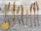 Drobné (asi 5 cm vysoké) a nenápadně zbarvené plodnice špičatičky stepní (Galeropsis desertorum). Foto J. Běťák