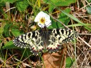 Výslunná místa rovněž vyhledává nehojný pestrokřídlec podražcový (Zerynthia polyxena). Foto M. Švestka