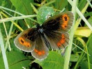 Okáč kluběnkový (Erebia  aethiops) v Podyjí již vyhynul a v celé ČR přežívá na několika posledních lokalitách. Foto M. Švestka
