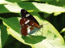 Vzácný bělopásek dvouřadý (Limenitis camilla). Foto M. Švestka