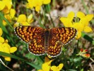 Zatím poslední pozorování dvou jedinců hnědáska diviznového (Melitaea phoebe) v Podyjí pochází z r. 2011. Foto M. Švestka