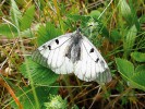 U nás kriticky ohrožený jasoň  dymnivkový (Parnassius mnemosyne) v Čechách vyhynul a na Moravě přežívá na několika posledních místech. Foto M. Švestka