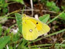 V České republice vyhynulý žluťásek barvoměnný (Colias myrmidone). Foto M. Švestka