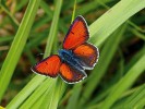 V Podyjí velmi vzácný ohniváček modrolemý (Lycaena hippothoe). Foto M. Švestka