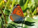 Ohniváček černočárný (Lycaena  dispar) – v Podyjí rozšířený druh. Foto M. Švestka
