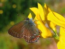 Ostruháček česvinový (Satyrium  ilicis) patří k druhům v současnosti v oblasti nezvěstným. Foto M. Švestka